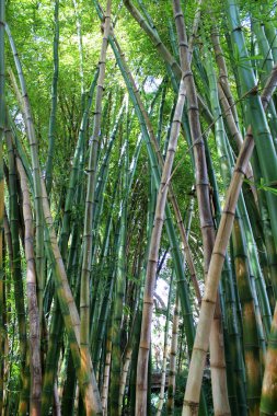 Yeşil Bambu Ormanı