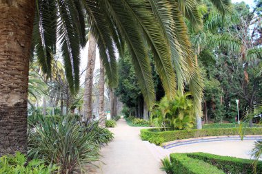 Yeşil tropikal Bahçe