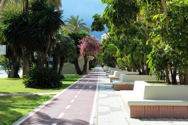 tropikal ağaçlar ile sokak