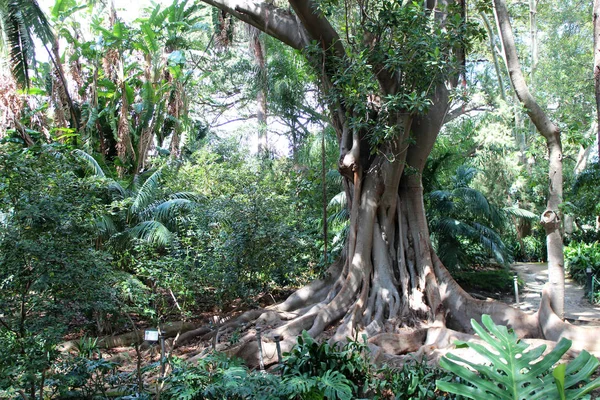 Wielkie, stare drzewo — Zdjęcie stockowe