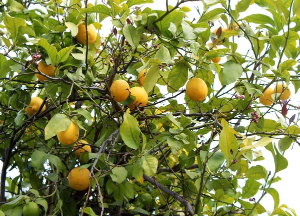 Limones colgando de un árbol — Foto de Stock