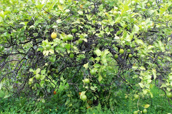 Lemons hanging on tree — Stock Photo, Image
