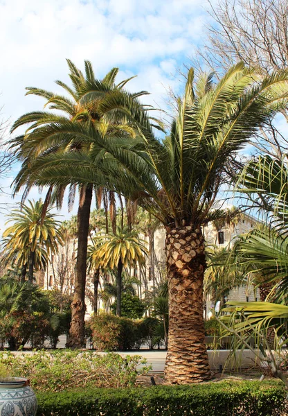 Zielone palmy — Zdjęcie stockowe