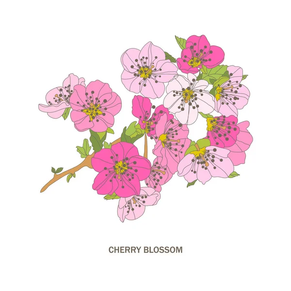 Flor de cereja decorativa — Vetor de Stock