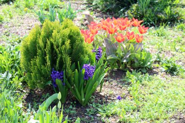 güzel Zambak çiçeği