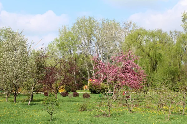 Bellissimo parco primaverile — Foto Stock