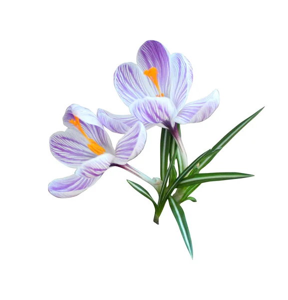 Vackra crocus blommor — Stockfoto