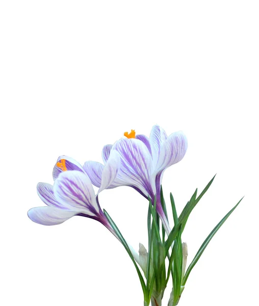 Красиві квіти Крокус — стокове фото
