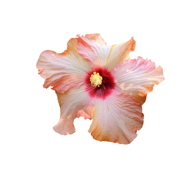 Hermosa flor de hibisco — Foto de Stock