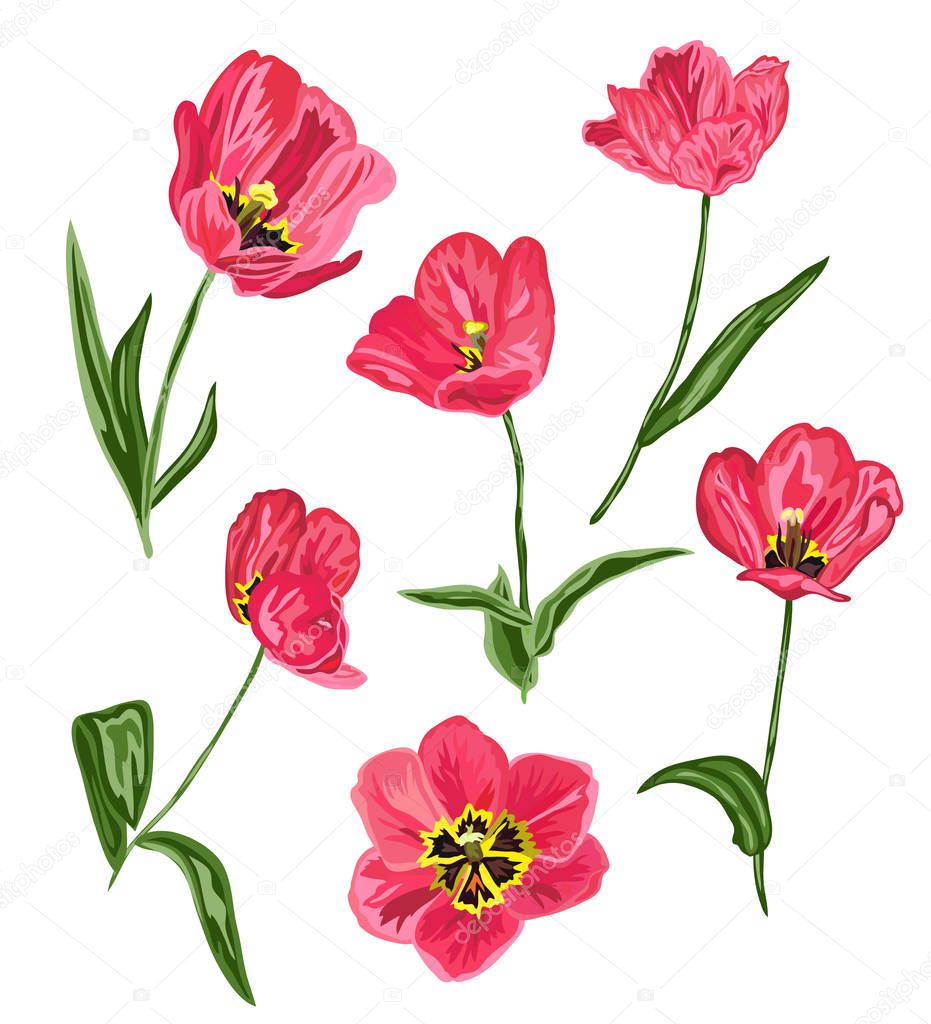 decorative tulip flowers set