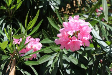 güzel zakkum çiçekleri