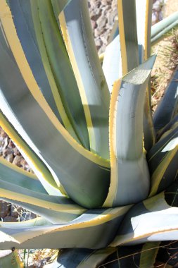 güzel aloe vera bitki