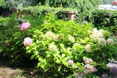 Güzel Ortanca Çiçekleri