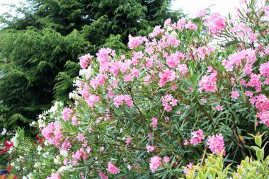 güzel zakkum çiçekleri