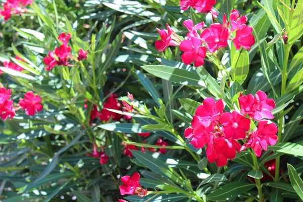Krásný Oleandr květiny — Stock fotografie