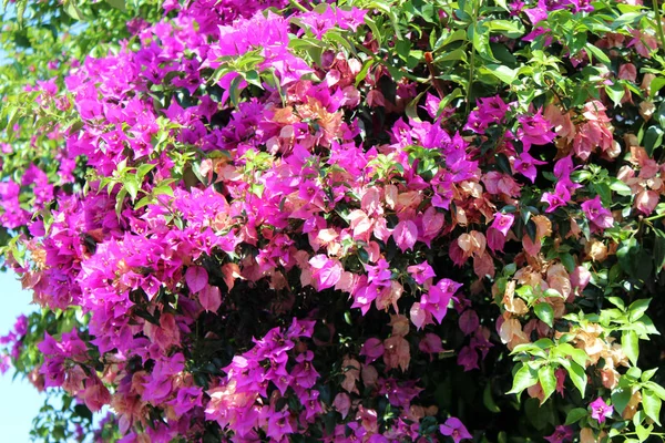 Belles fleurs de bougainvilliers — Photo