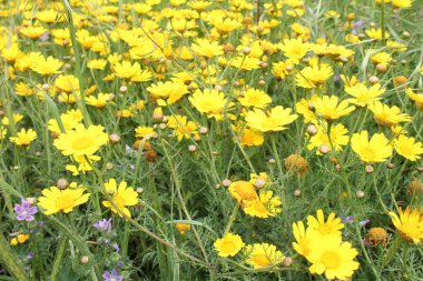 güzel sarı chamomiles