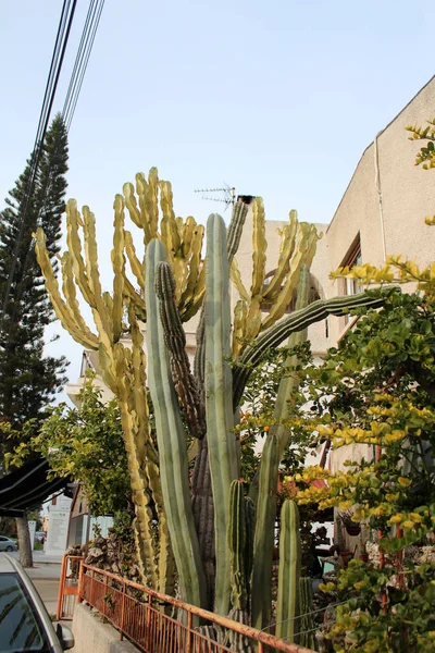 Krásný kaktus rostliny — Stock fotografie