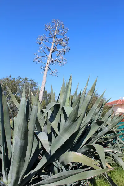 Gyönyörű agave növények — Stock Fotó