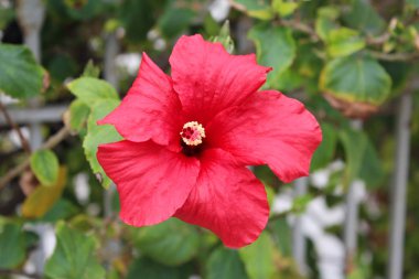 güzel hibiscus çiçek
