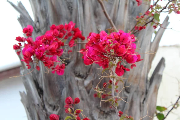 Krásný popínavé květiny — Stock fotografie