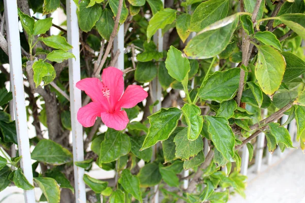 Όμορφη hibiscus τα λουλούδια — Φωτογραφία Αρχείου