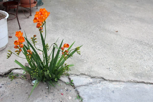 Schöne Clivia-Blumen — Stockfoto