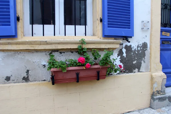 Belas flores de gerânio — Fotografia de Stock