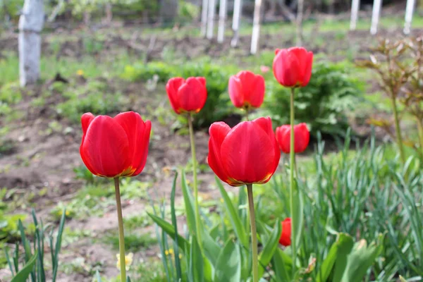 Tulipan piękne kwiaty — Zdjęcie stockowe