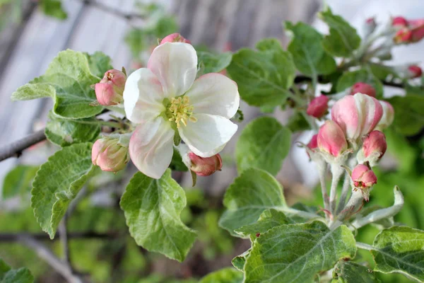 Flores de flor de manzana hermosa — Foto de Stock