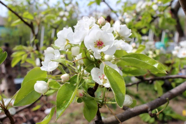 Vackra päron blomma blommor — Stockfoto