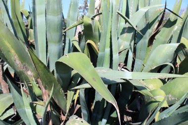 güzel agav bitkiler