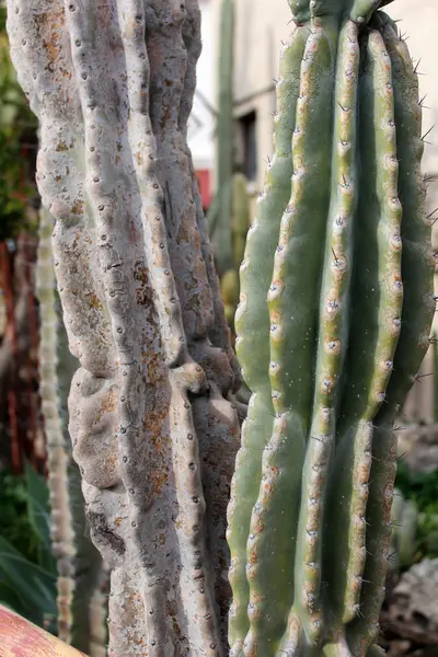 Güzel kaktüs bitkileri — Stok fotoğraf