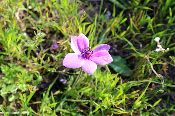 Osteospermum piękny kwiat — Zdjęcie stockowe