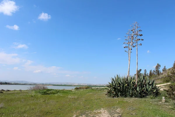 Belle piante di agave — Foto Stock
