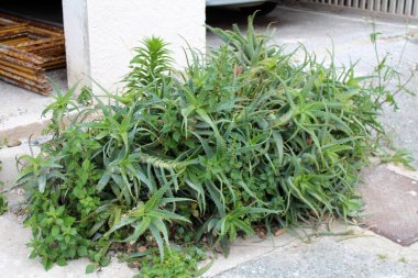 güzel aloe vera bitki