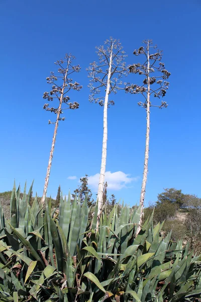 Belles plantes d'agave — Photo
