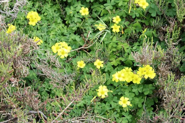 Kwiaty piękne koniczyny — Zdjęcie stockowe