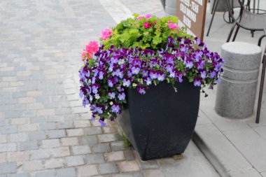 güzel homo ve Sardunya çiçekleri