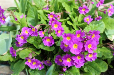 Güzel çuha çiçeği çiçek