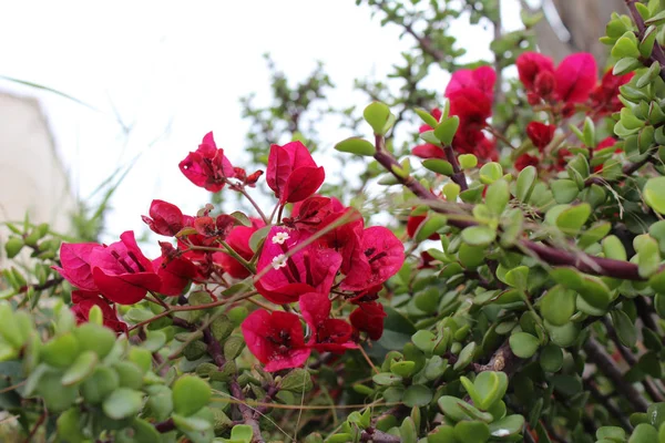 Belles fleurs de bougainvilliers — Photo