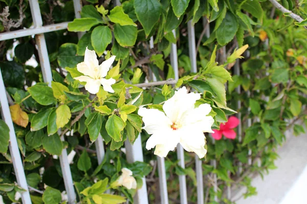 Красивые цветы гибискуса — стоковое фото
