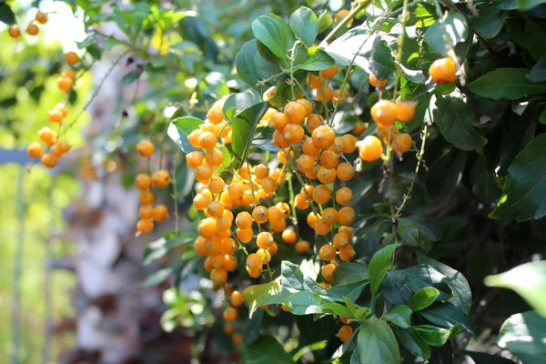 Ripe yellow berries — Stock Photo, Image