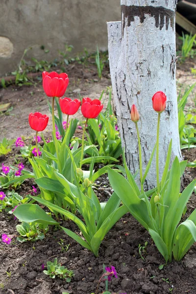 Tulipan piękne kwiaty — Zdjęcie stockowe