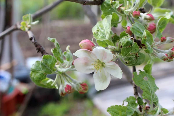 Vackra apple blossom blommor — Stockfoto
