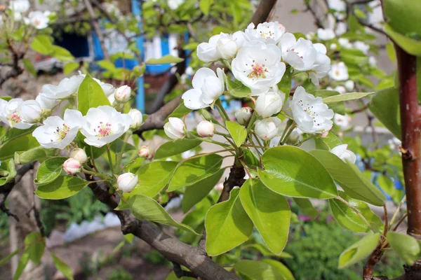 Vackra päron blomma blommor — Stockfoto