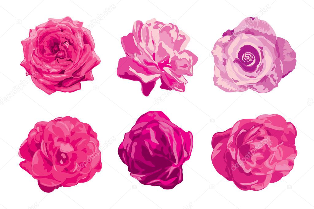 rose flowers set