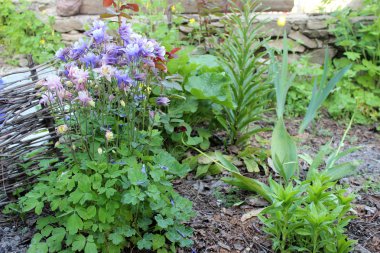 Güzel bahar çiçekleri