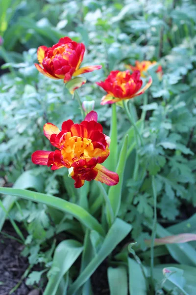 Beautiful tulip flowers — Stock Photo, Image