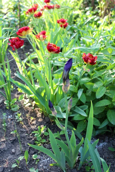 Gyönyörű tulipán és az írisz virágok — Stock Fotó